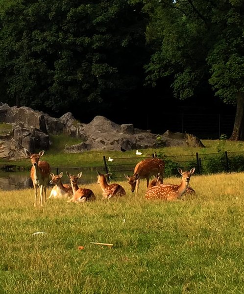 Dierenweide Julianapark Utrecht